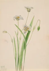 Orelhas de gato, Calochortus elegans, 1923.