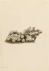 Picea (Pyxidanthera barbulata)