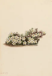 Pyxie Pyxidanthera barbulata, 1919.