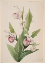 Chinelo-da-rainha (Cypripedium reginae)
