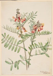 Rabanete (Cracca virginiana)