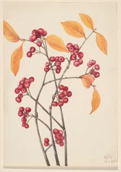 Red Chokeberry Aronia arbutifolia, 1920.