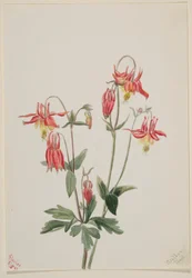 Columbina vermelha (Aquilegia formosa)