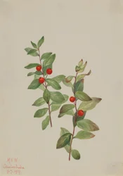 Comandra vermelha (Comandra livida)