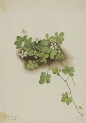 Bagaço vermelho (Rubus pedatus)