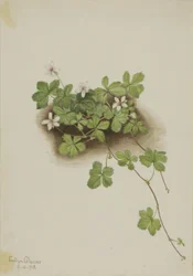 Red Dewberry Rubus pedatus, 1918.