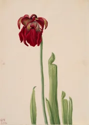 Red Pitcherplant Sarracenia jonesii, 1930.