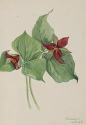 Trillium vermelho (Trillium erectum)