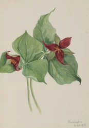 Red Trillium Trillium erguido, 1918
