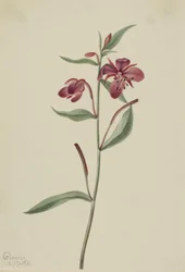 Salgueiro-vermelho (Epilobium latifolium)