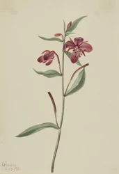 Red Willowweed Epilobium latifolium, 1911.