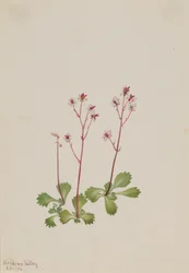 Saxifragem de caule vermelho (Saxifraga lyallii)