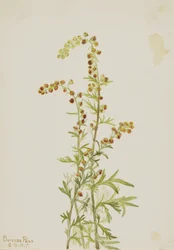 Artemísia (Artemisia discolor)