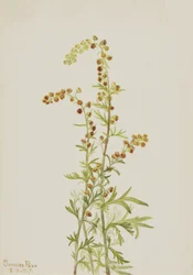 Rocha Artemísia Artemisia discolor, 1917.