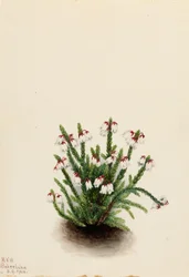 Cassiope das Montanhas Rochosas (Cassiope mertensiana)