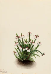 Rocky Mountain Cassiope Cassiope mertensiana, 1924.