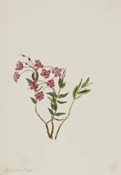 Kalmia das Montanhas Rochosas (Kalmia microphylla)