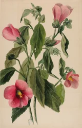 Genciana-rosa (Sabbatia angularis)