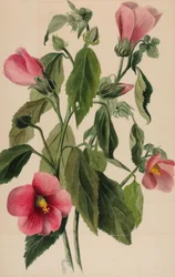 Rose Gentian Sabbatia angularis, 1880.