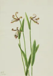 Orquídea de botão de rosa (Pogonia divaricata)