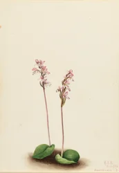 Orquídea de folha redonda (Orchis rotundifolia)