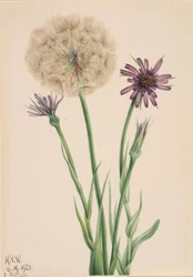 Cercefi Tragopogon porrifolius, 1921.