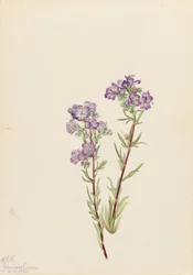 Phacelia de areia (Phacelia linearis)