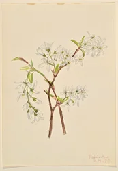 Sável (Amelianchier oblongifolia)