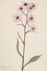 Showy Aster Aster Aster conspicuus, 1917.