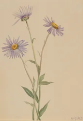 Erva-de-são-joão (Erigeron salsuginosus)