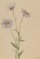 Showy Fleabane Erigeron salsuginosus, 1902.