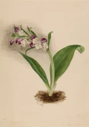 Orquídeas vistosas (Orchis spectabilis)
