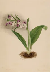 Showy Orchids Orchis spectabilis, 1885.