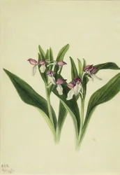 Orquídea vistosa (Orchis spectabilis)