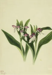 Showy Orchis Orchis spectabilis, 1926.