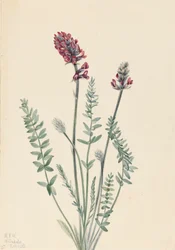 Showy Oxytrope Oxytropis splendens, 1922