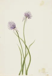 Cebola da Sibéria (Allium sibericum)