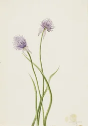 Cebola Siberiana Allium sibericum, 1903.
