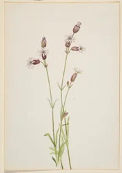 Silene multicaulis