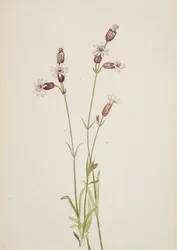 Silene multicaulis, ca. 1900-1920.