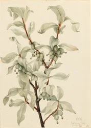 Amora-preta (Elaeagnus commutata)