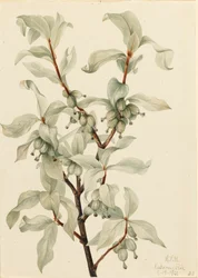 Silverberry Elaeagnus commutata, 1922.