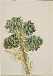 Pinheiro-bravo (Pinus monophylla)