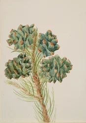 Pinheiro de folha única Pinus monophylla, ca. década de 1930.