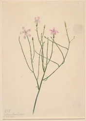 Flor-esqueleto (Lygodesmia juncea)