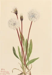 Agoseris delgada (Agoseris gracilens)