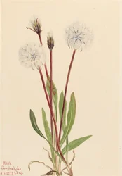 Delgado Agoseris Agoseris gracilens, 1922.