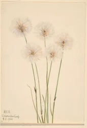 Erva-do-algodoeiro (Eriophorum chamissonis)