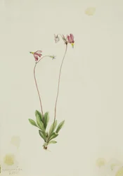 Estrela-dos-sapateiros (Dodecatheon pauciflorum)