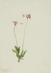 Slender Shootingstar Dodecatheon pauciflorum, 1909.